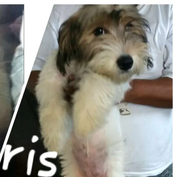 Cachorro ra a  idade 7 a 11 meses nome Dóris 