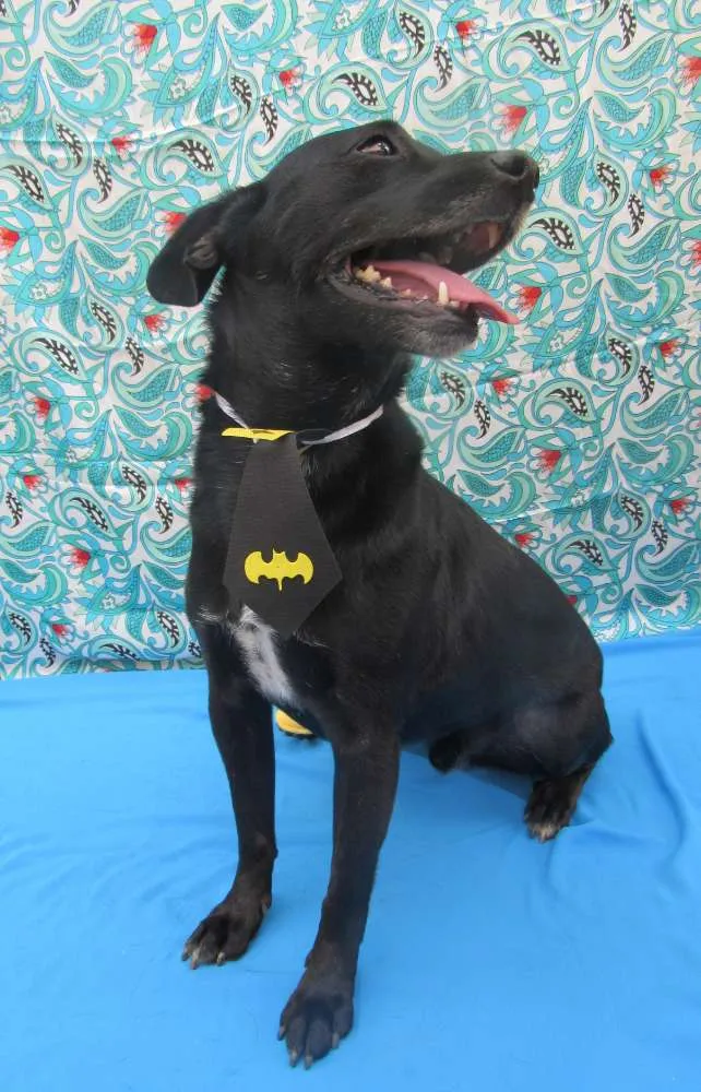 Cachorro raça Srd idade 3 anos nome Totó 