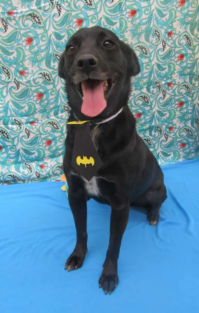 Cachorro raça Srd idade 3 anos nome Totó 