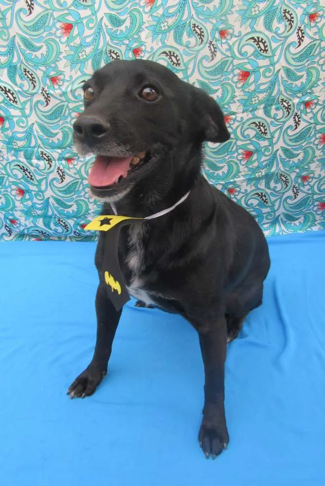 Cachorro raça Srd idade 3 anos nome Totó 