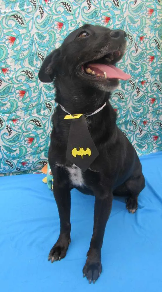 Cachorro raça Srd idade 3 anos nome Totó 