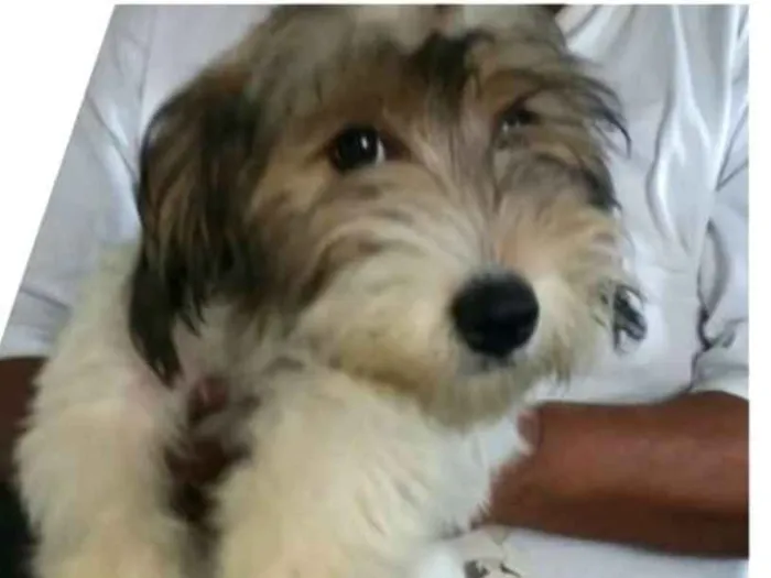Cachorro ra a  idade 7 a 11 meses nome Dóris 