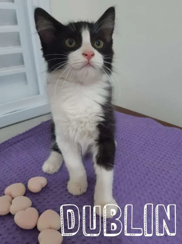 Gato ra a SRD idade 2 a 6 meses nome Dublin