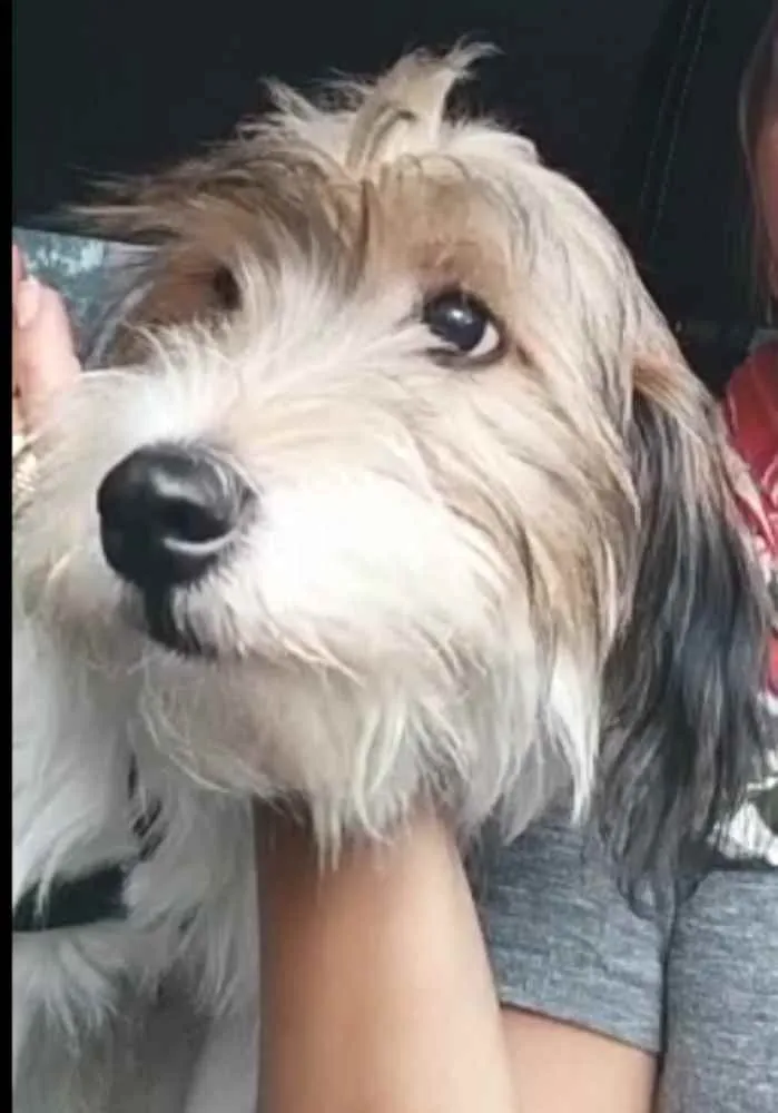 Cachorro ra a  idade 7 a 11 meses nome Dóris 