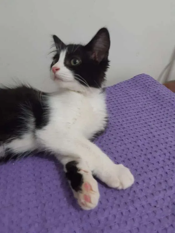 Gato ra a SRD idade 2 a 6 meses nome Dublin