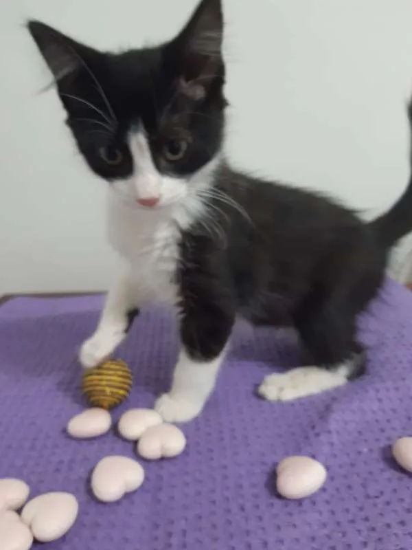 Gato ra a SRD idade 2 a 6 meses nome Dublin