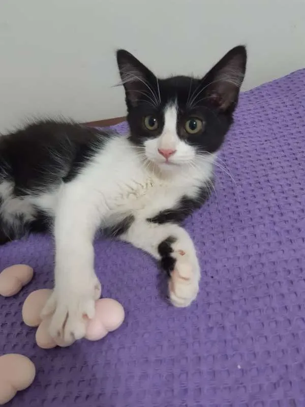 Gato ra a SRD idade 2 a 6 meses nome Dublin