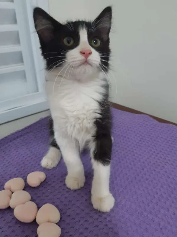 Gato ra a SRD idade 2 a 6 meses nome Dublin