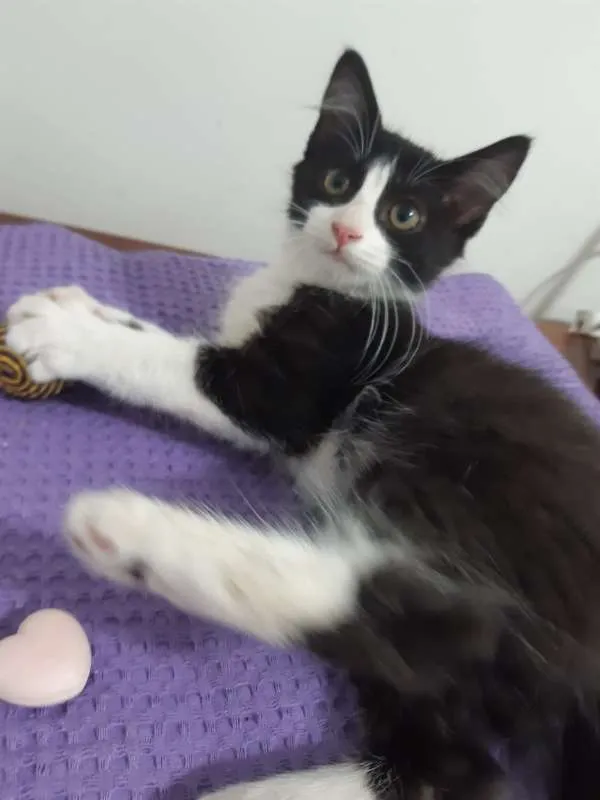 Gato ra a SRD idade 2 a 6 meses nome Dublin