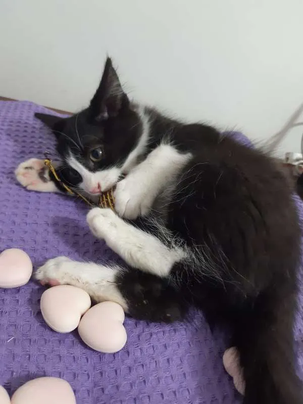 Gato ra a SRD idade 2 a 6 meses nome Dublin