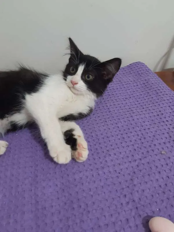 Gato ra a SRD idade 2 a 6 meses nome Dublin