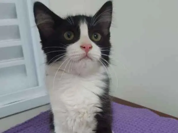 Gato ra a SRD idade 2 a 6 meses nome Dublin