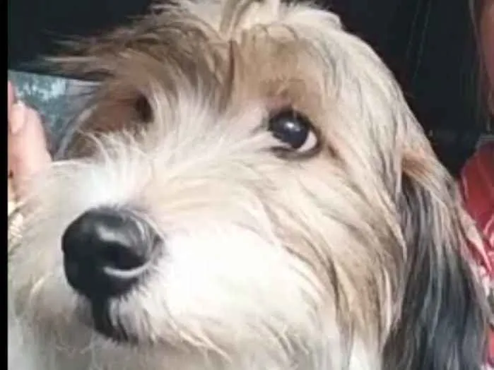 Cachorro ra a  idade 7 a 11 meses nome Dóris 
