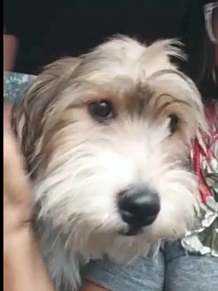 Cachorro ra a  idade 7 a 11 meses nome Dóris 
