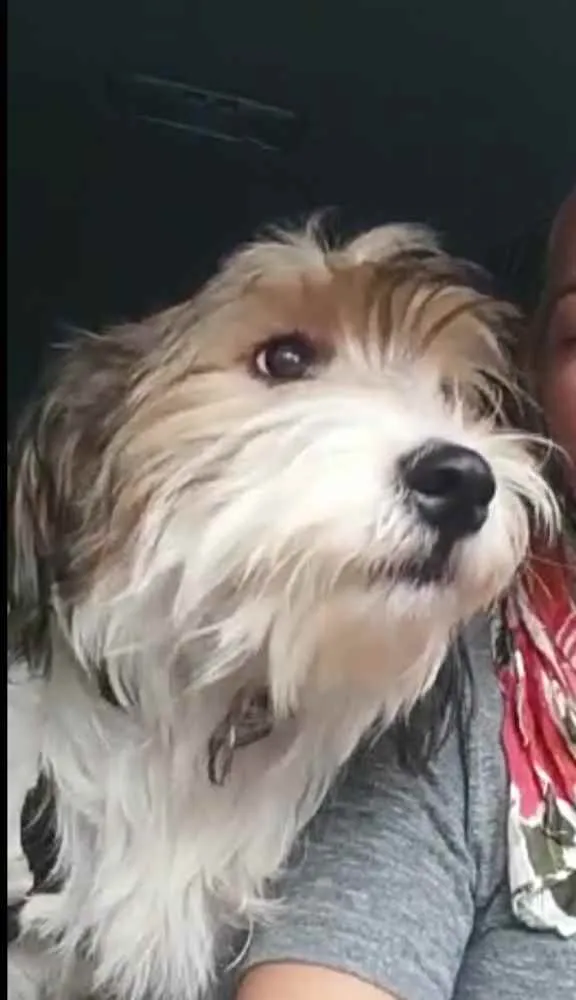 Cachorro ra a  idade 7 a 11 meses nome Dóris 