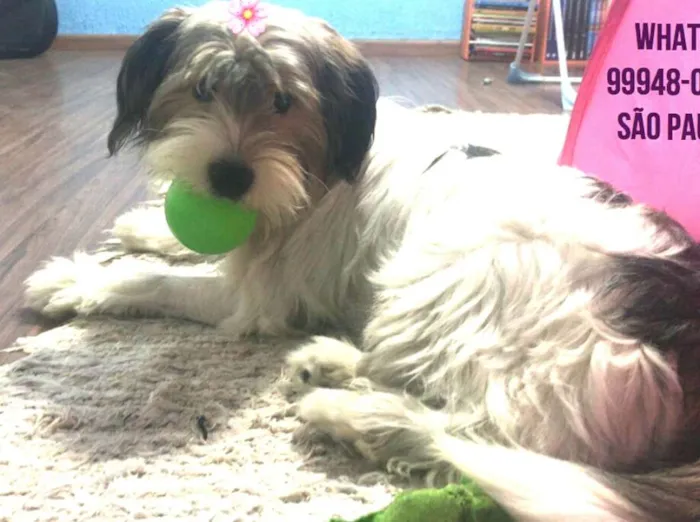 Cachorro ra a  idade 7 a 11 meses nome Dóris 