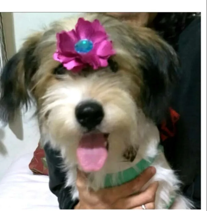 Cachorro ra a  idade 7 a 11 meses nome Dóris 