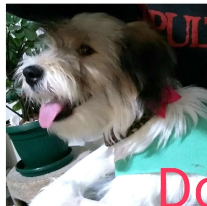 Cachorro ra a  idade 7 a 11 meses nome Dóris 