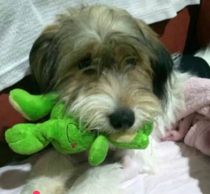 Cachorro ra a  idade 7 a 11 meses nome Dóris 
