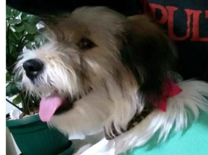 Cachorro ra a  idade 7 a 11 meses nome Dóris 