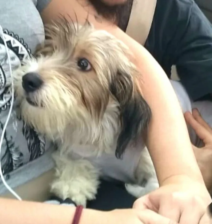 Cachorro ra a  idade 7 a 11 meses nome Dóris 