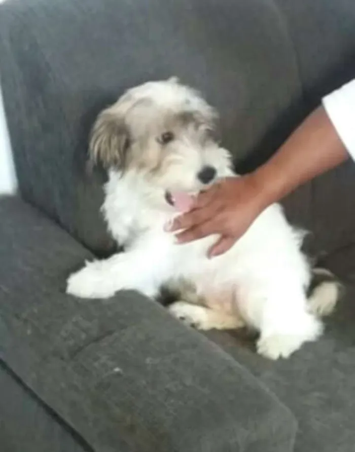 Cachorro ra a  idade 7 a 11 meses nome Dóris 