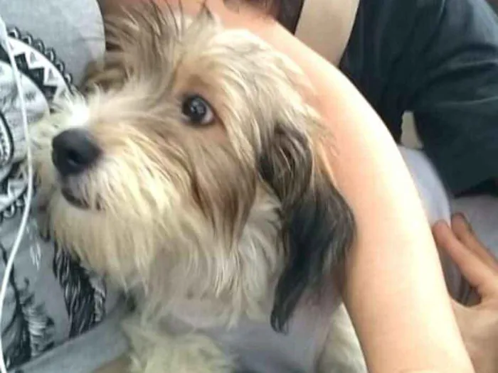 Cachorro ra a  idade 7 a 11 meses nome Dóris 