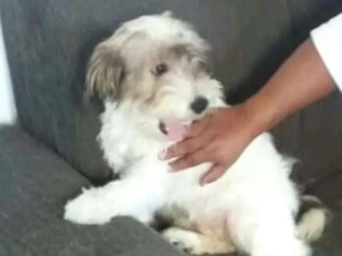 Cachorro ra a  idade 7 a 11 meses nome Dóris 