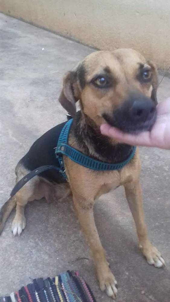 Cachorro ra a Vira lata  idade 3 anos nome Nina 