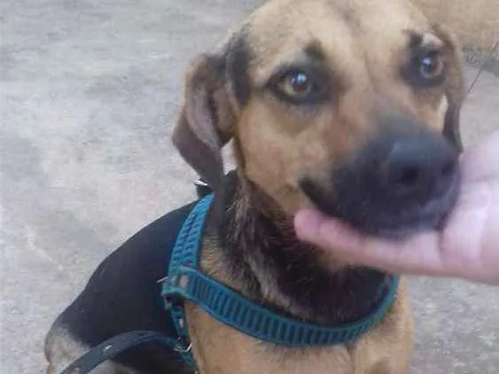 Cachorro ra a Vira lata  idade 3 anos nome Nina 