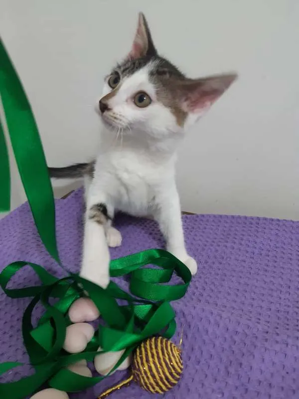 Gato ra a SRD idade 2 a 6 meses nome Paris
