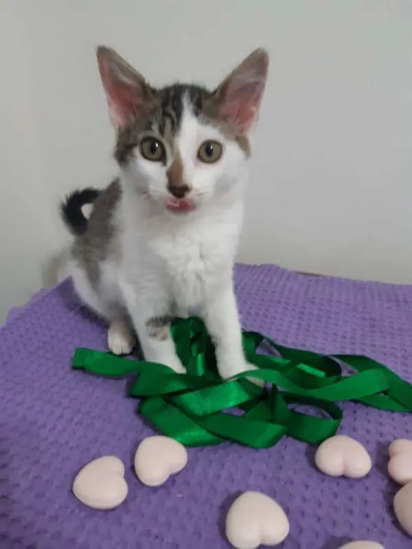 Gato ra a SRD idade 2 a 6 meses nome Paris