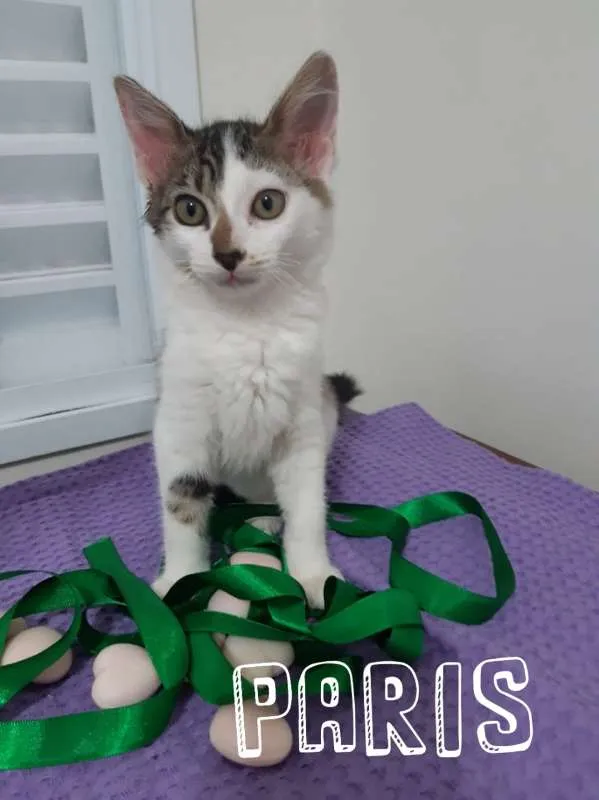 Gato ra a SRD idade 2 a 6 meses nome Paris