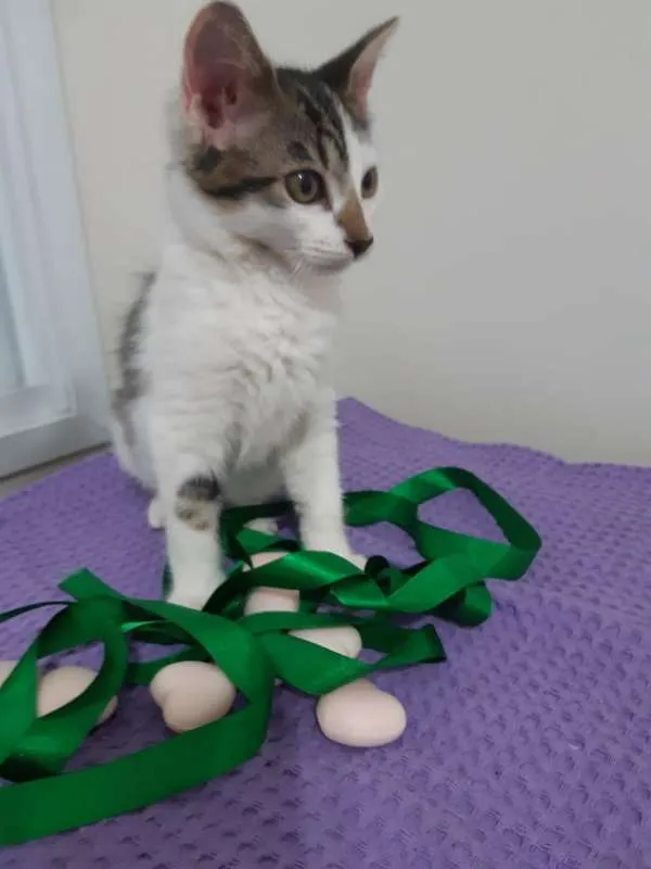 Gato ra a SRD idade 2 a 6 meses nome Paris