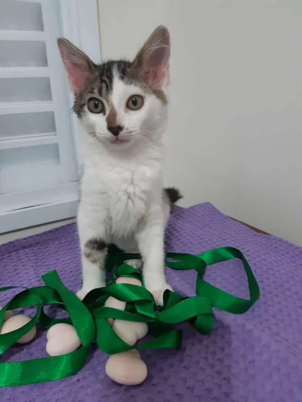 Gato ra a SRD idade 2 a 6 meses nome Paris
