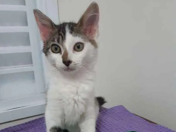 Gato ra a SRD idade 2 a 6 meses nome Paris