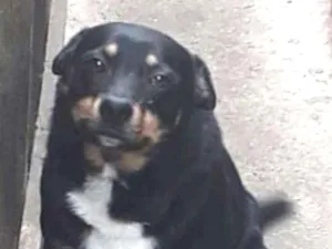 Cachorro raça Sem raça definida idade 4 anos nome Olaf