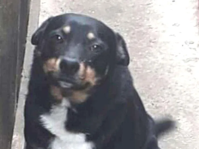 Cachorro ra a Sem raça definida idade 4 anos nome Olaf