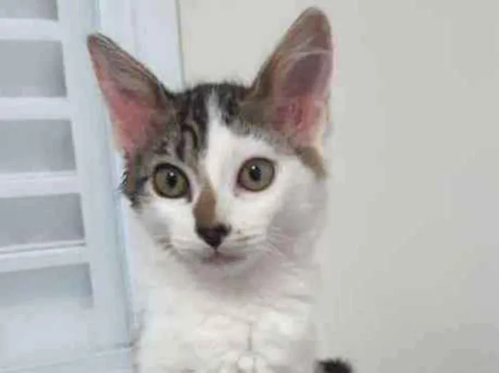Gato ra a SRD idade 2 a 6 meses nome Paris