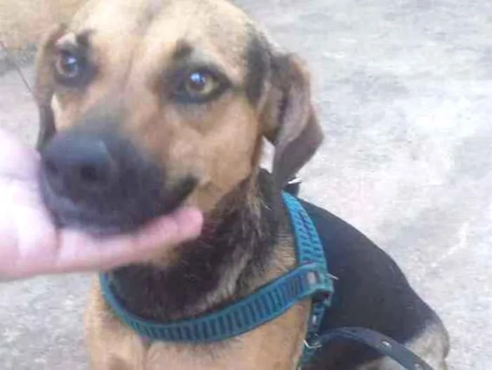 Cachorro ra a Vira lata  idade 3 anos nome Nina 