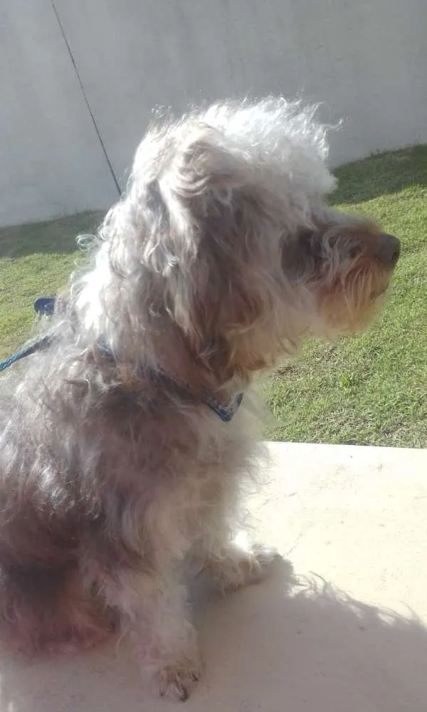 Cachorro ra a Vira lata  idade 7 a 11 meses nome Toddy