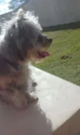 Toddy