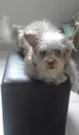 Toddy