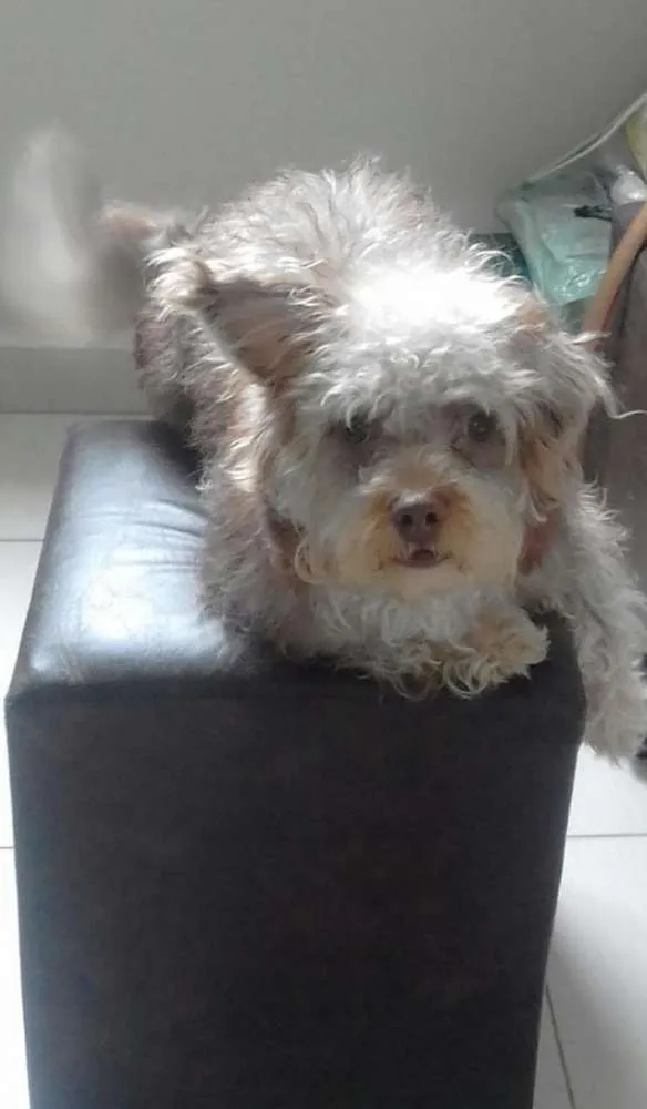 Cachorro ra a Vira lata  idade 7 a 11 meses nome Toddy