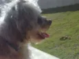 Toddy