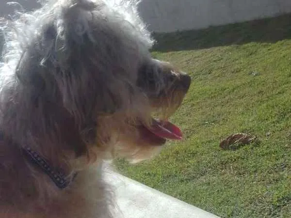 Cachorro ra a Vira lata  idade 7 a 11 meses nome Toddy