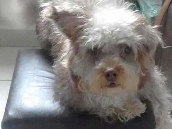 Cachorro ra a Vira lata  idade 7 a 11 meses nome Toddy