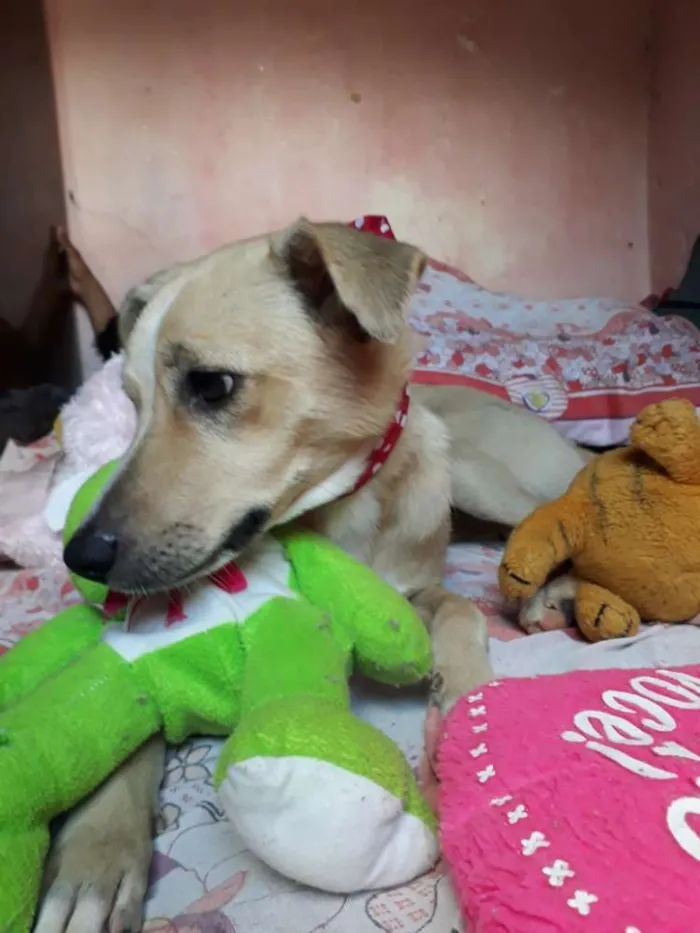 Cachorro ra a SRD idade 1 ano nome Maya