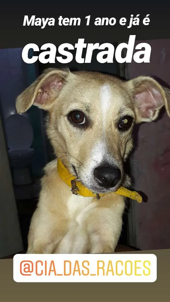 Cachorro ra a SRD idade 1 ano nome Maya