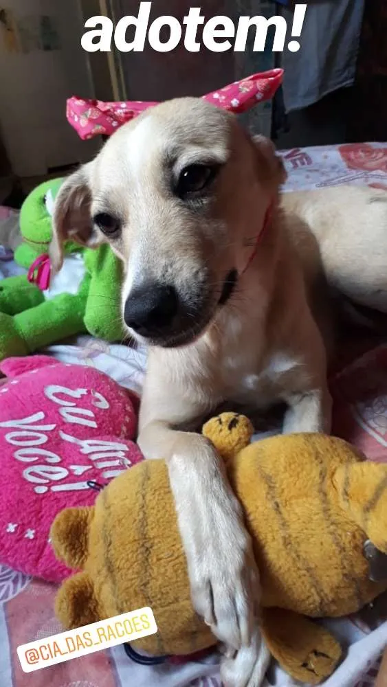 Cachorro ra a SRD idade 1 ano nome Maya